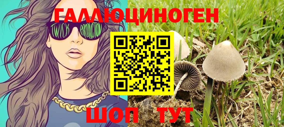 Саратов  Галлюциногенные грибы Psilocybine cubensis  Вход с VPN 